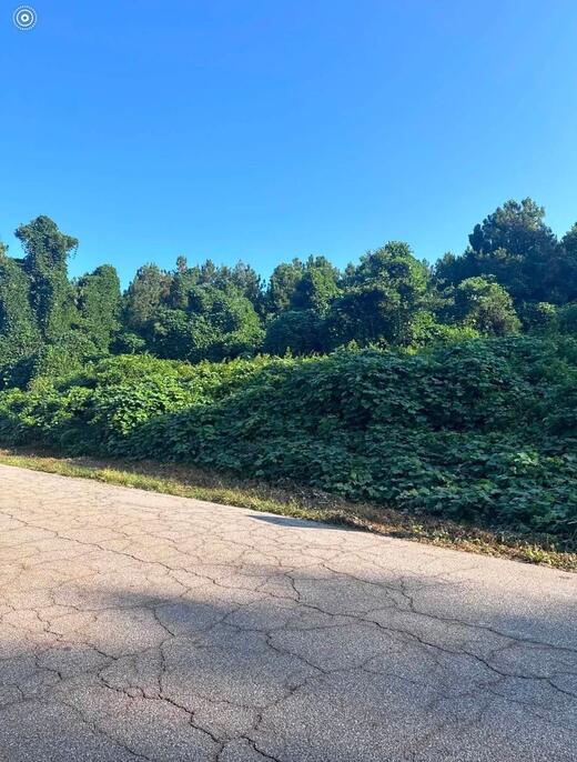 Travelers Rest hillside before clearing, covered in dense green brush above the road